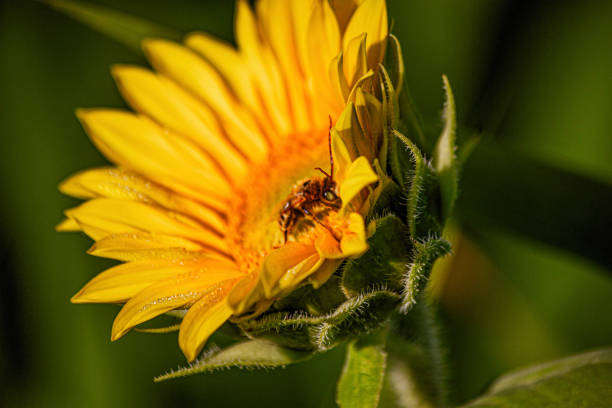 A bright yellow sunflower (Helianthus annuus) has an American Honeybee (Apis mellifera) on it.  The petals of the flower are wet with dew.  Image is from a sunflower farm outside of Hillsdale Michigan, USA