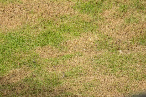 istock Green grass and damage dry grass texture background 2192556223