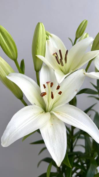 istock Delicate White Lily Blossoms With Buds on a Neutral Background 2192559624