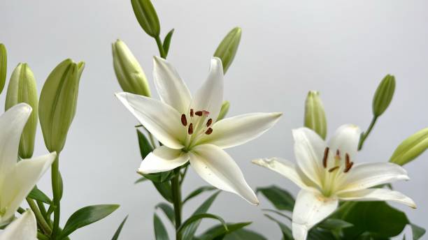 istock Beautiful White Lilies in Full Bloom with Green Leaves on a Soft Background 2192559625