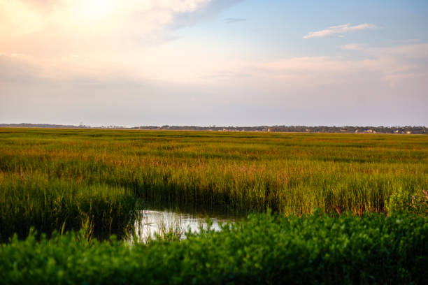 istock Georgia Marsh in June at Sunset 2192560517