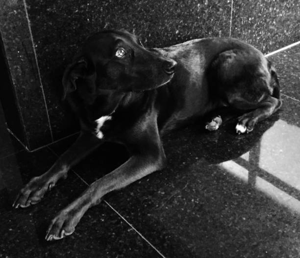 A large dog rests with a small puppy snuggled under its chin on a soft rug. The scene conveys warmth, protection, and family bonding in a peaceful, comforting domestic moment.