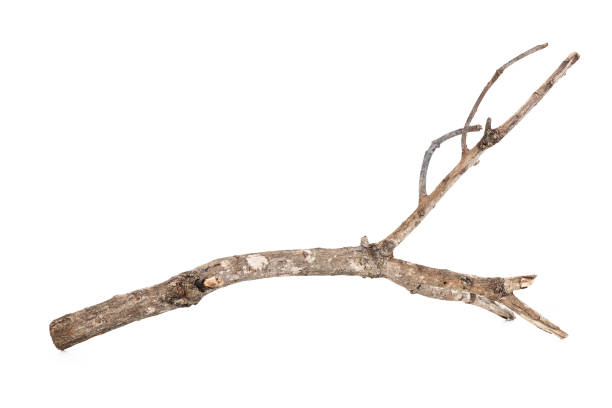istock Dry tree twigs branches isolated on white background with clipping path. 2192562666