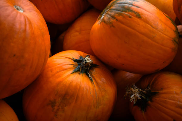 Pumpkins lay piled up upon each other.