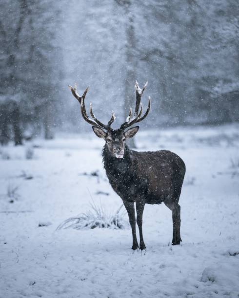 istock Majestic deer in snowy forest 2192572753