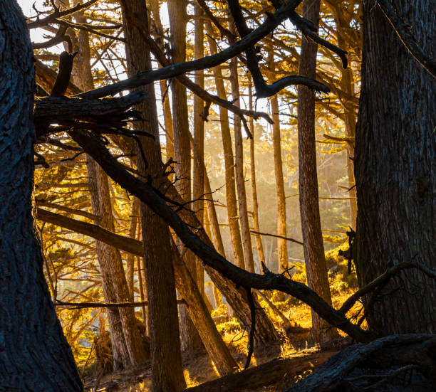 Twisted and Bent Monterey Cypress Trees  on The North Shore Trail, Point Lobos State Natural Reserve, Big Sur, California, USA