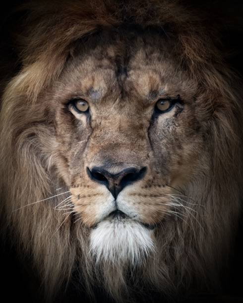 istock Majestic Lion Portrait 2192575067