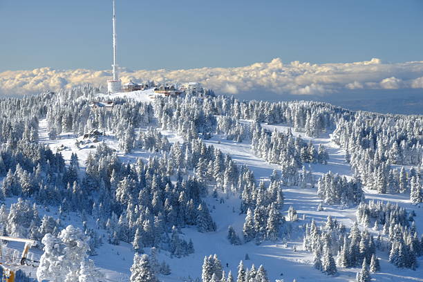 istock The pine forest on the mountain is covered by thick snow. 2192576356