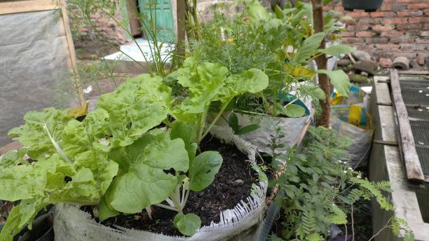 istock chicory plants - vegetable garden in the yard 2192576598