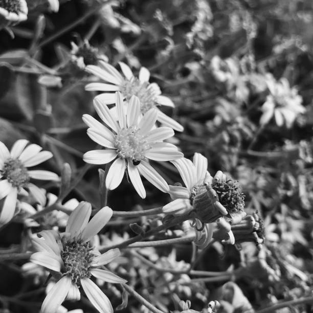 Achromatic monochromatic greyscale selective focus cluster of small bright yellow daisy-family with petals details radiating from a central disc bunch of flowers amidst tapestry of green oval leaves.