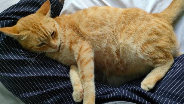 istock the fat orange cat is spoiled by his master 2192578733