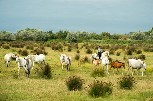 Female cowgirl herds white Camargue horses on a ranch, Camargue, France, Europe