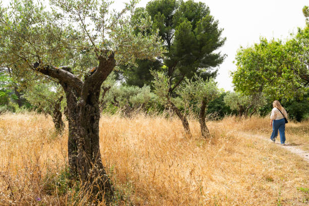Olive trees in the foreground and Puig de Galatzó with Mola de s'Esclop in the background, Mallorca, Spain