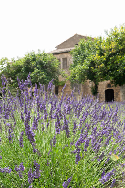 istock St. Paul de Mausole; Provence 2192579715