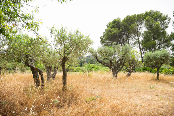 Olive groves outside the  Asylum that van Gogh painted when he lived here after cutting off his ear,  St. Remy, Provence, France, Europe