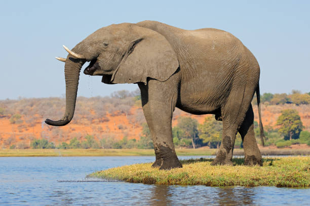 istock A large African elephant bull (Loxodonta africana) drinking water, Chobe National Park, Botswana 2192580781
