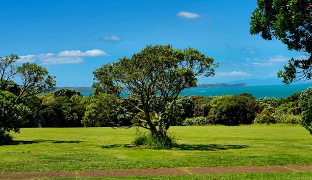 istock A view over trees from Bastion Point, Auckland 2192582170