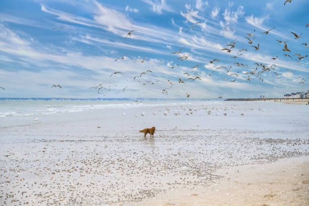 Cabourg, the beach, a dog playing with gulls, birds flying
