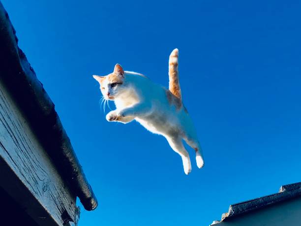 istock A cat jumping from one roof to another 2192585286