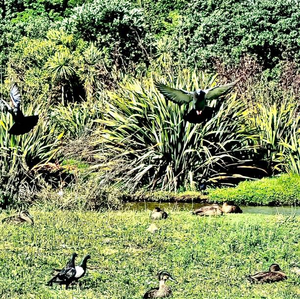 istock Birds at a reserve in Auckland 2192587814