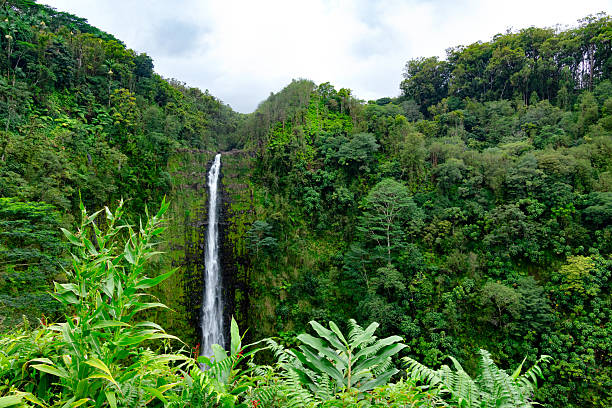 istock High Akaka waterfall in the rainforest jungles in Hawaii island. 2192587907