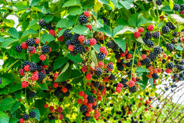 istock Blackberries in a garden 2192590173
