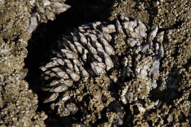 Razor Sharp Barnacles 210+ Sharp Barnacles Stock Photos, Pictures & Royalty-Free Images - iStock