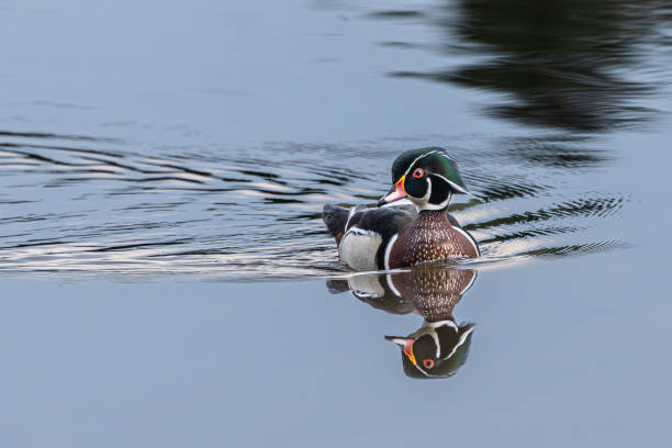 Spring image and reflection of a male Wood Duck swimming.