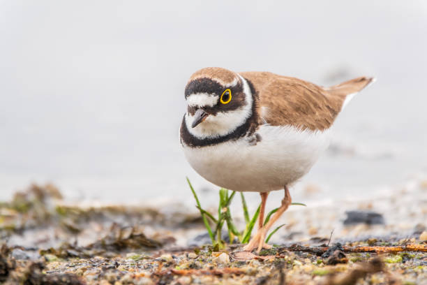istock Little ringed plover (Charadrius dubius), bird standing on the lake shore 2192592805