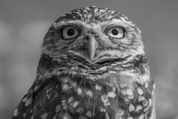 istock Black and white burrowing owl (Athene cunicularia) portrait. 2192596665