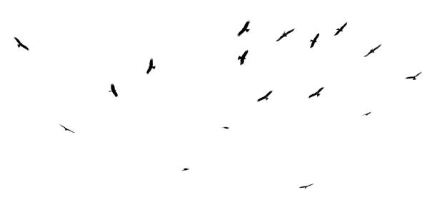 istock A flock of birds in flight isolated on a white background 2192599980