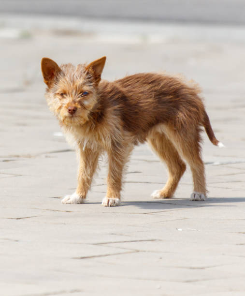 istock A small brown and white dog is standing on a sidewalk 2192599981