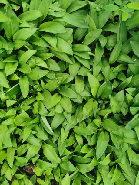 green wood garlic leaves as very nice natural background