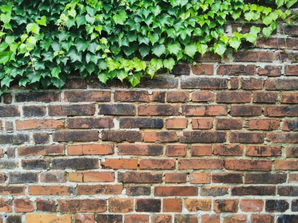 istock old brick wall with green leaves 2192600233