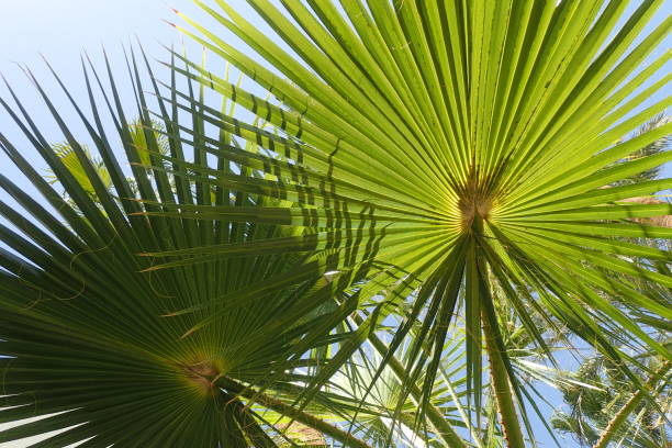 istock fresh green palm leaves texture 2192600275