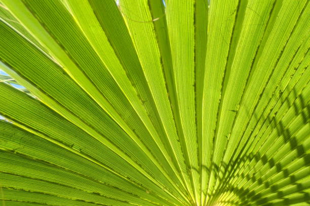 fresh green palm leaves texture as nice natural background