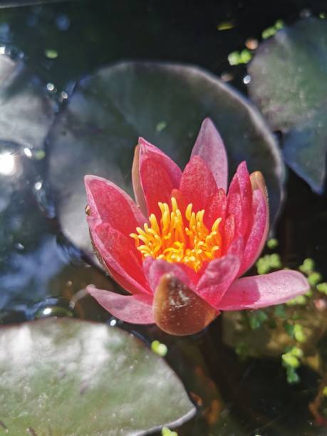istock pink water lilly in the nature 2192600289