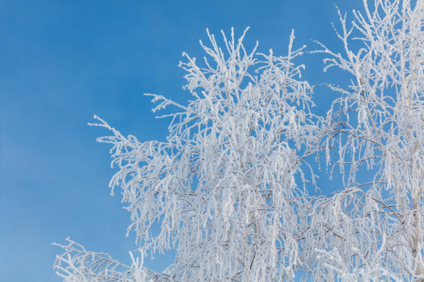 istock A tree with a lot of snow on it is in front of a blue sky 2192600361