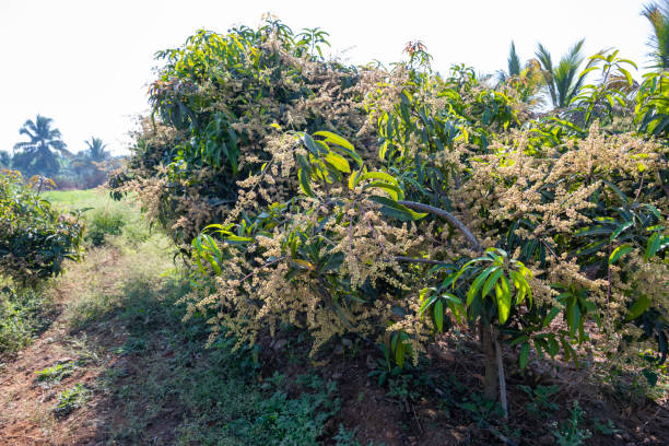 istock The mango bouquet or mango flower is blooming full on the mango trees in the garden 2192601268