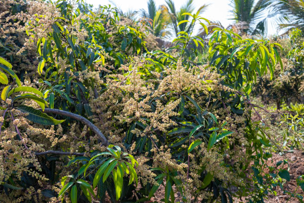 istock The mango bouquet or mango flower is blooming full on the mango trees in the garden 2192601286