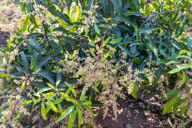 istock The mango bouquet or mango flower is blooming full on the mango trees in the garden 2192601355