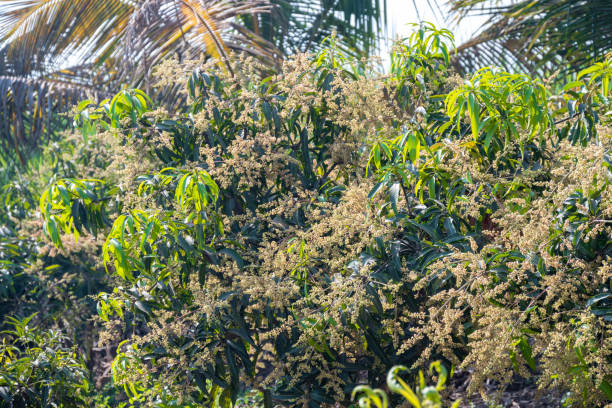 istock The mango bouquet or mango flower is blooming full on the mango trees in the garden 2192601377