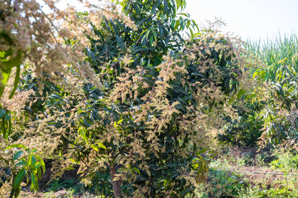 istock The mango bouquet or mango flower is blooming full on the mango trees in the garden 2192601409