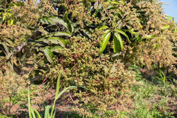 istock The mango bouquet or mango flower is blooming full on the mango trees in the garden 2192601446