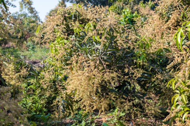 istock The mango bouquet or mango flower is blooming full on the mango trees in the garden 2192601502