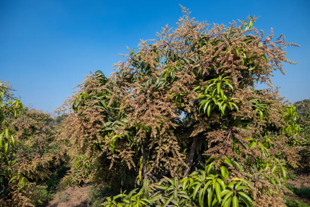 istock The mango bouquet or mango flower is blooming full on the mango trees in the garden 2192601567