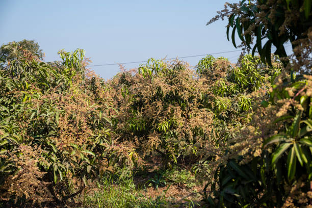 istock The mango bouquet or mango flower is blooming full on the mango trees in the garden 2192601568