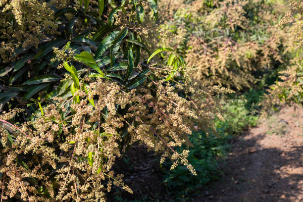 istock The mango bouquet or mango flower is blooming full on the mango trees in the garden 2192601574