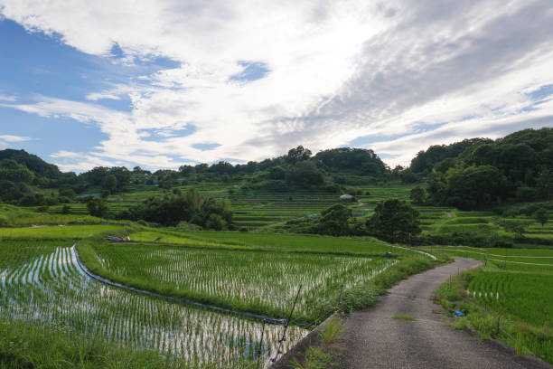 istock Agriculture green rice field under blue sky and mountain back at contrysid 2192602053