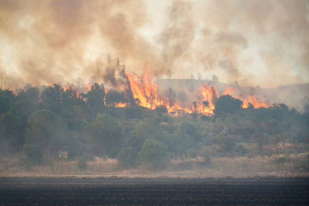 istock Forest Fire in Gallipoli, Canakkale, Turkiye 2192602697